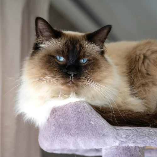 Himalayan cat life sales expectancy