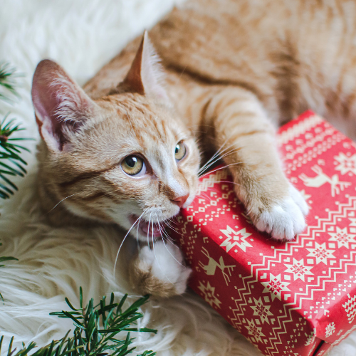 How to keep your cat safe at Christmas | Petsure