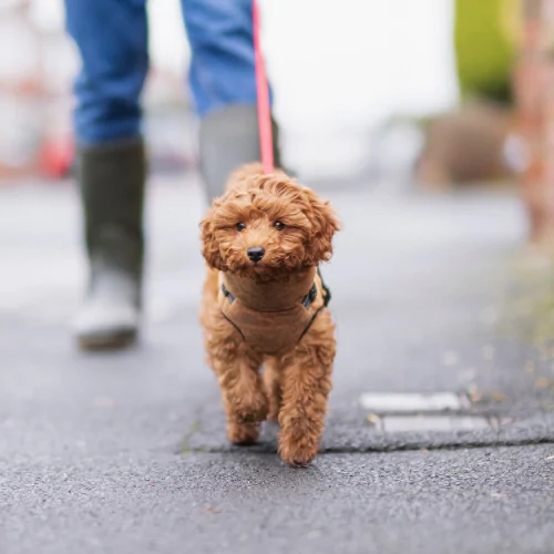 Cockapoo pulling 2024 on lead