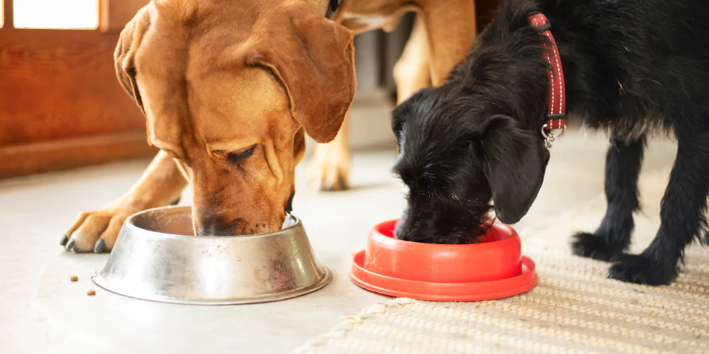 A picture of a Labrador and a Terrier mix eating out of dog bowls
