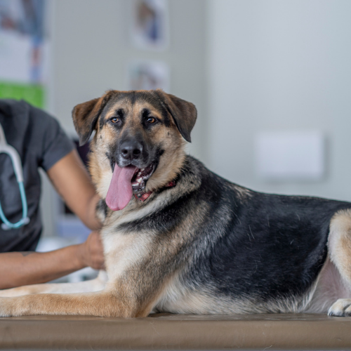 Dog and cat blood donation: How does it work? | Petsure