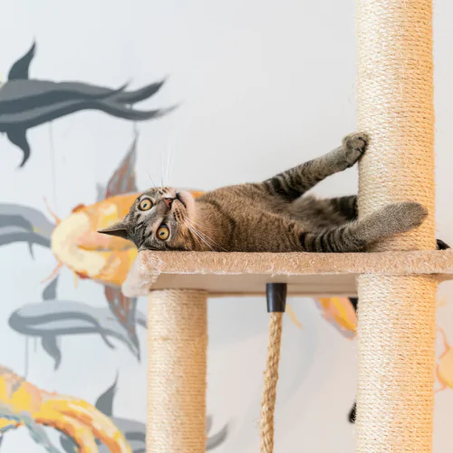 Cat Enrichment: What to Do if Your Cat Is Bored