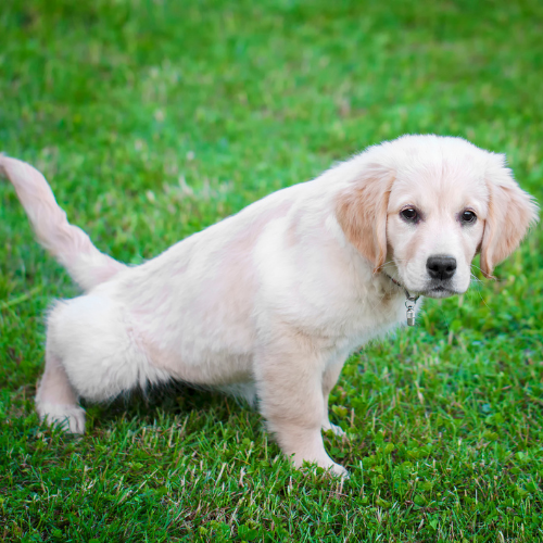 Golden retriever shop toilet training