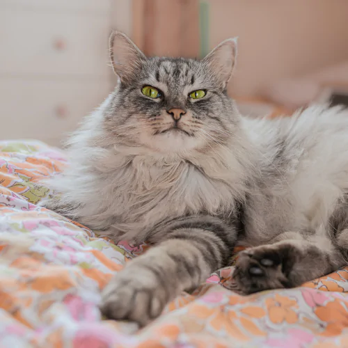 Super Fluffy Cat Breeds  North Hampton Animal Hospital
