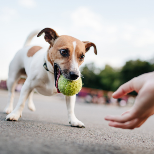 How To Prevent And Stop Dog Resource Guarding | Petsure