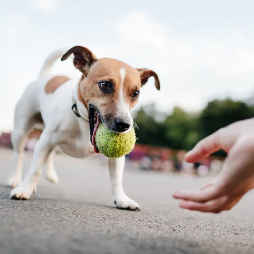 How to stop your dog resource guarding food and toys