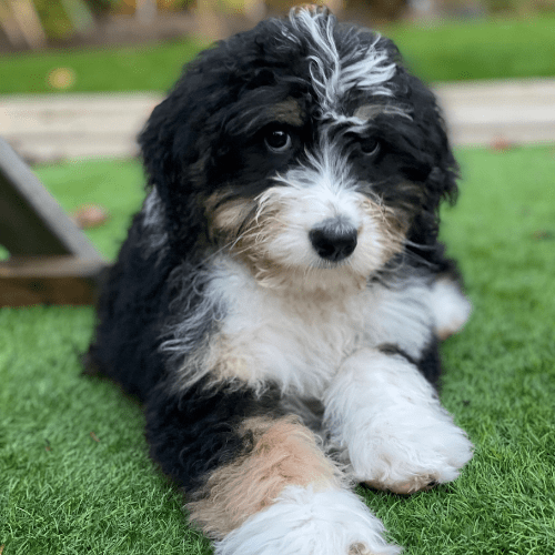 A vet's guide to your puppy's first 6 months of development | Petsure