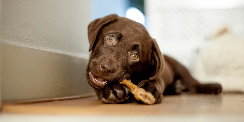 A picture of a Labrador puppy chewing a puppy chew to help their teething