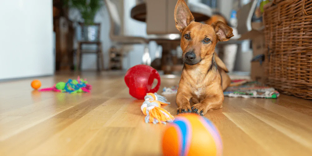 A picture of a mixed breed puppy lying on the floor surrounded by toys