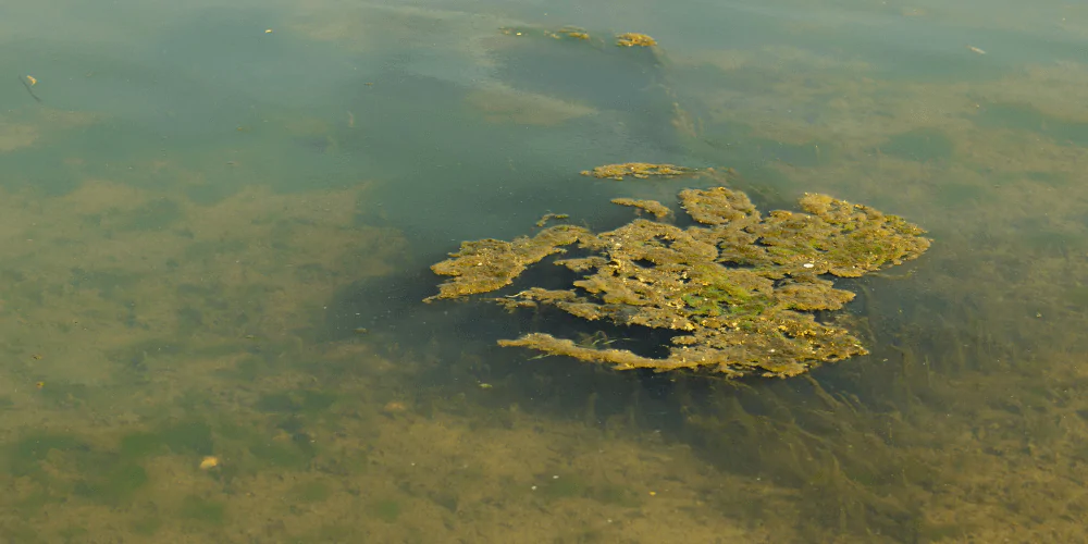 A picture of blue-green algae floating in a pond