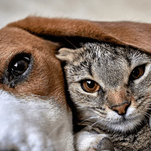 How to introduce sales cat and puppy