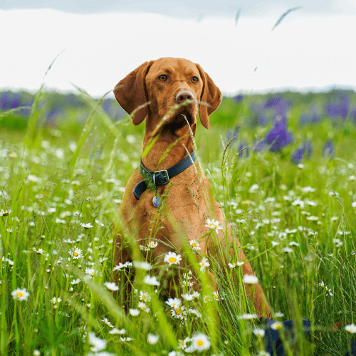 Grass seeds in dogs: Your need to know guide | Petsure