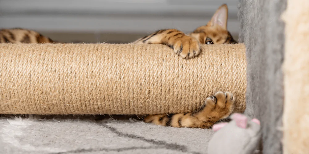 A picture of an exotic breed cat lying down and clawing a scratch post