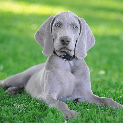 Puppy socialisation and habituation: What you need to do | Petsure