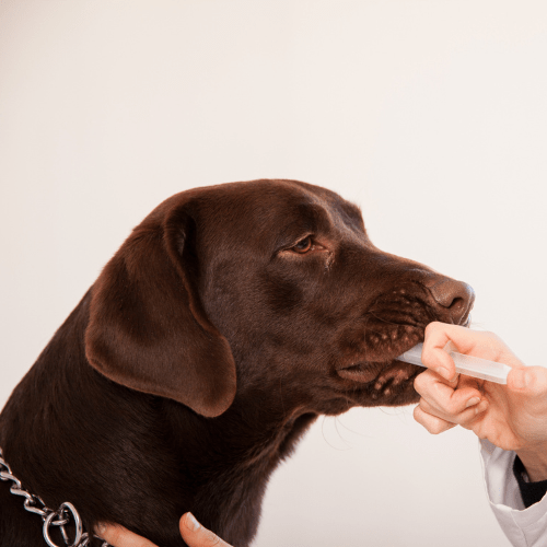 How to give your dog medicine | Petsure