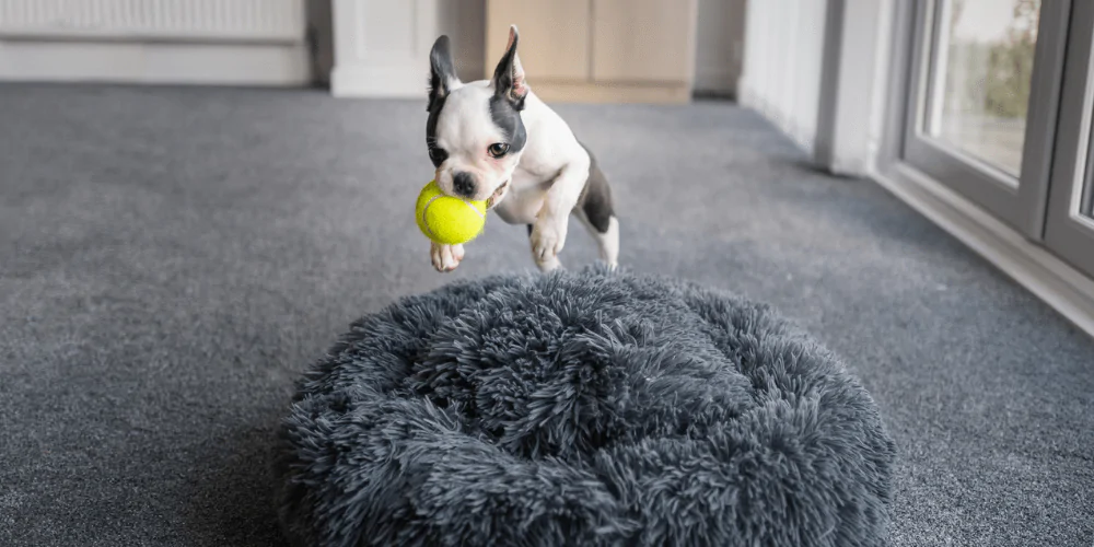 A picture of a Boston Terrier with a tennis ball jumping into a bed