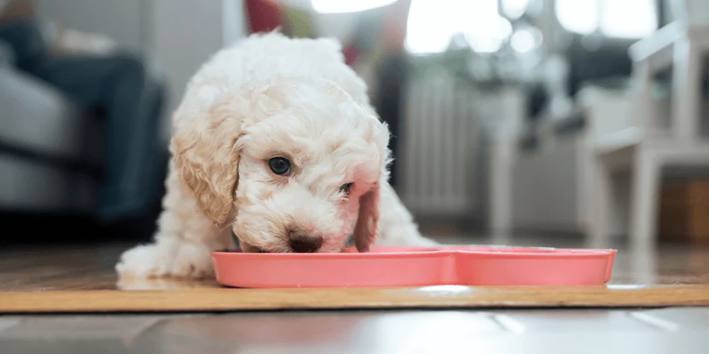 A picture of a curly haired puppy eating from a puppy food bowl