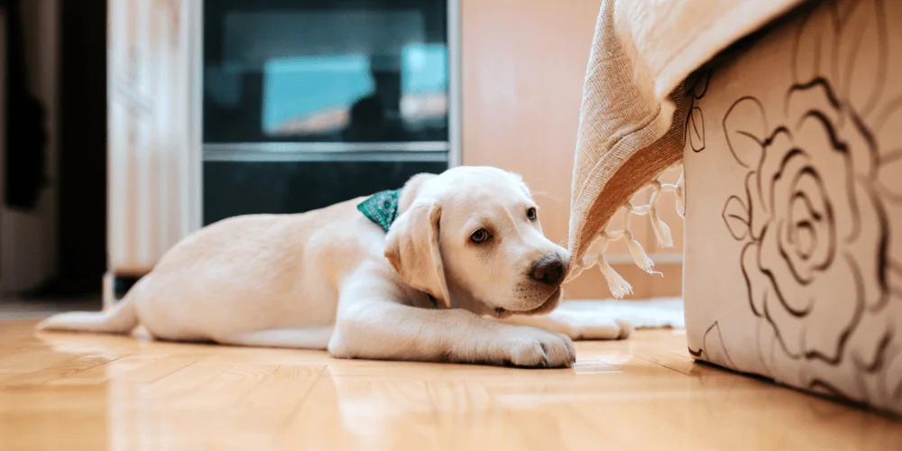 A picture of a Labrador puppy chewing on a blanket