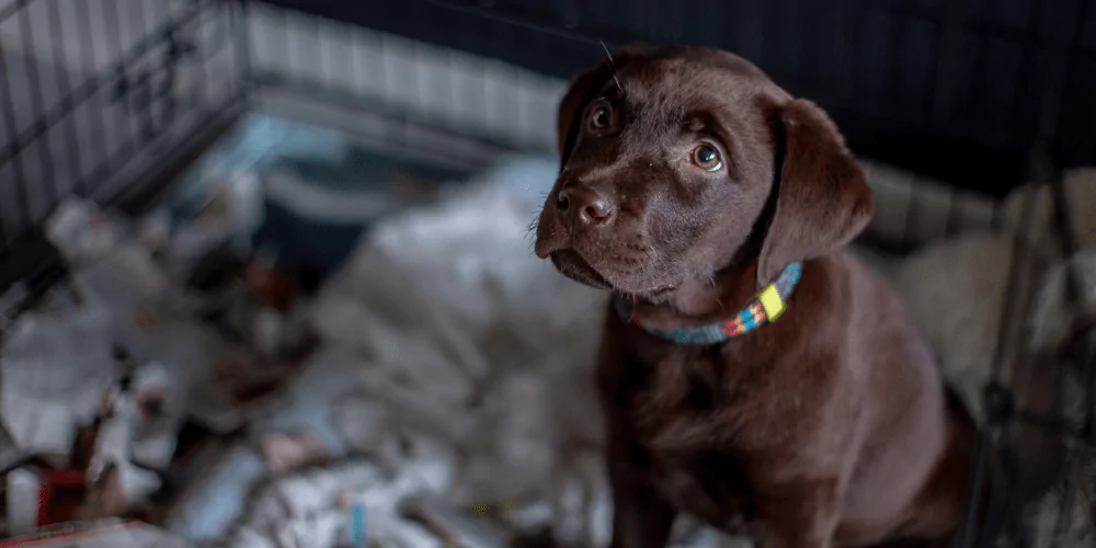 A picture of a chocolate Labrador puppy being crate trained
