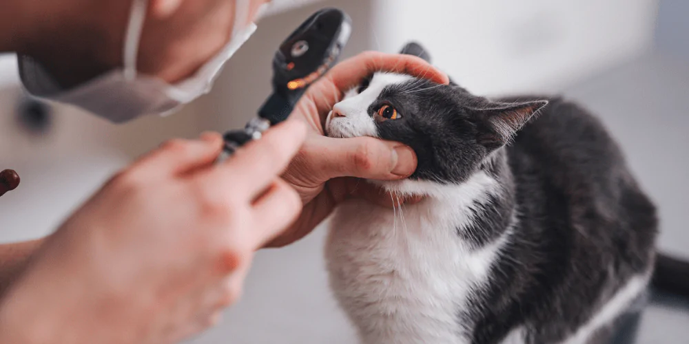 A picture of a black and white cat having their eyes checked by a vet