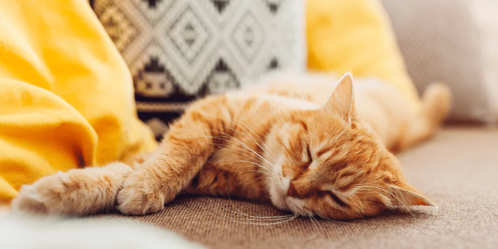 A picture of a ginger cat sleeping on a sofa