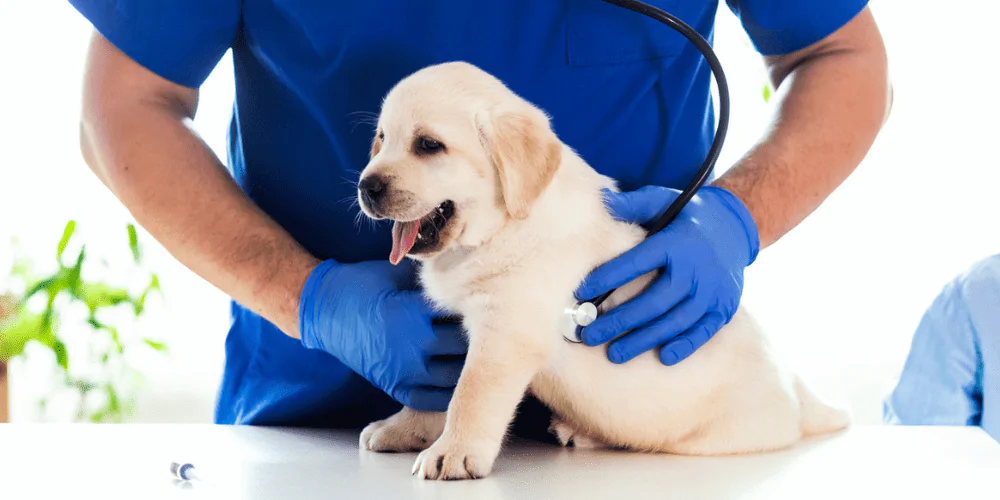 A picture of a Lab puppy being checked by a vet
