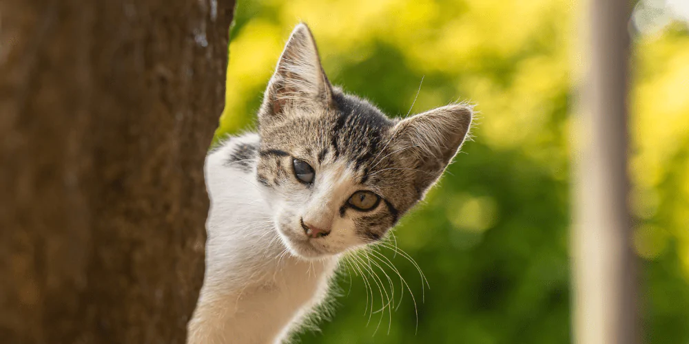 A picture of a tabby cat with blindness in one eye looking around a tree