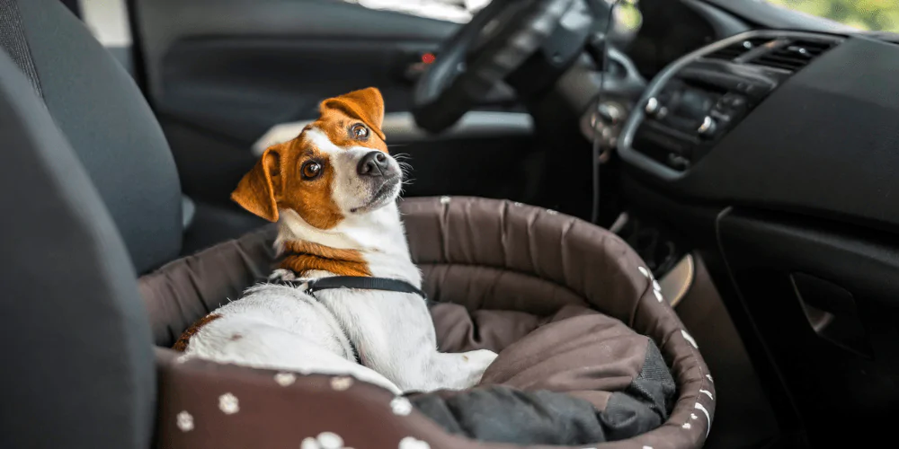 A picture of a Jack Russell puppy in a dog car sear
