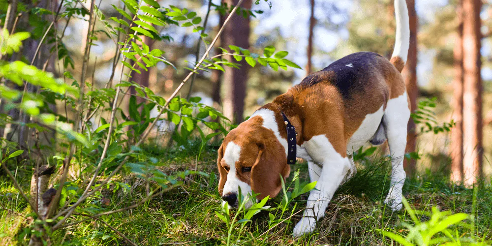 A picture of a Beagle sniffing in the woods