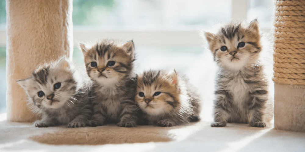 A picture of four tabby kittens sitting on a cat tree