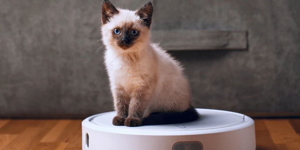 A picture of a Birman kitten sitting on a robot vacuum
