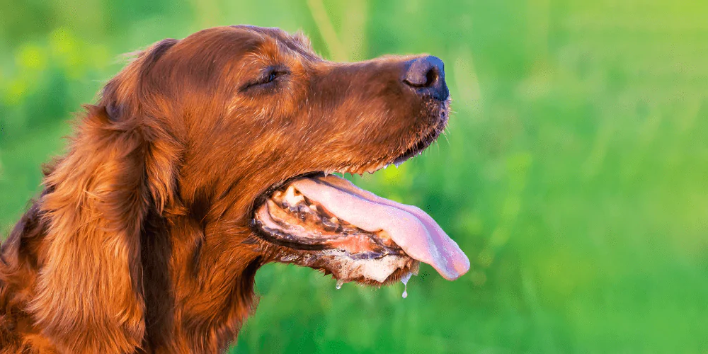 A picture of a panting russet coloured Spaniel