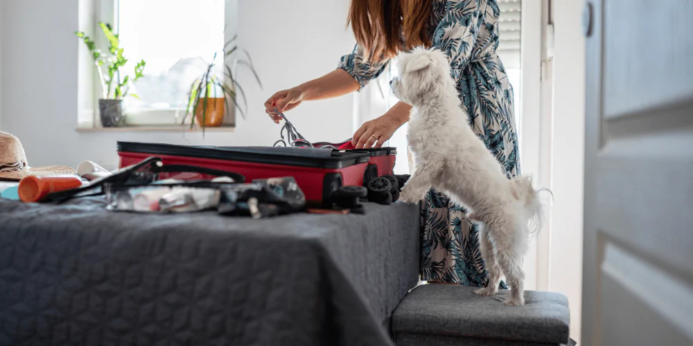 A picture of a white Terrier watching their owner pack a suitcase