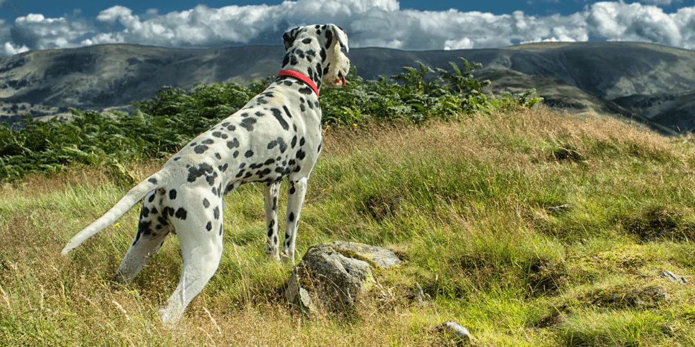A picture of a Dalmatian on a walk in the hills