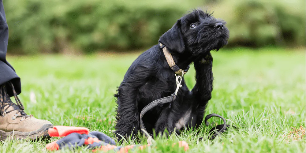 A picture of a Cockapoo puppy scratching their ear