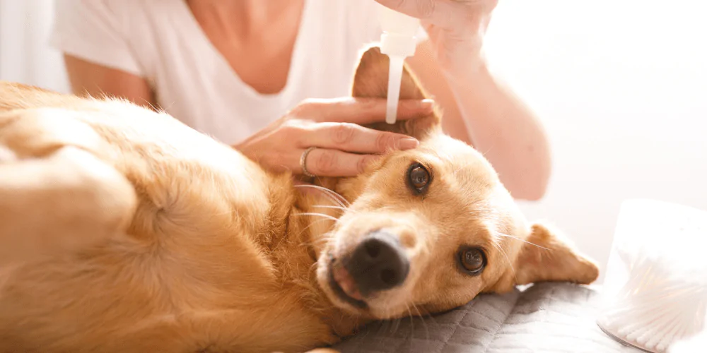 A picture of a mixed breed dog getting ear drops for their deafness