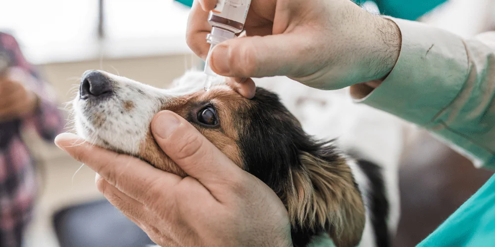 A picture of a dog having eye drops done by a vet