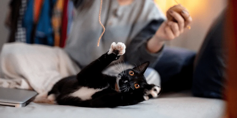 A picture of a tuxedo kitten playing with string being dangled by their owner