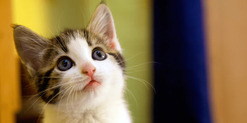 A picture of a tabby kitten looking up