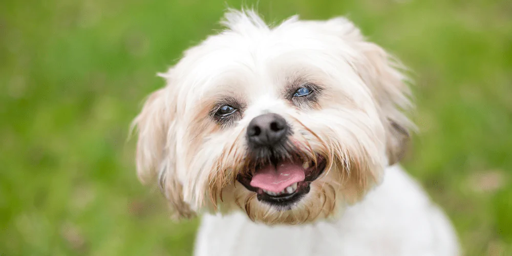 A picture of Shih Tzu with blindness smiling at the camera