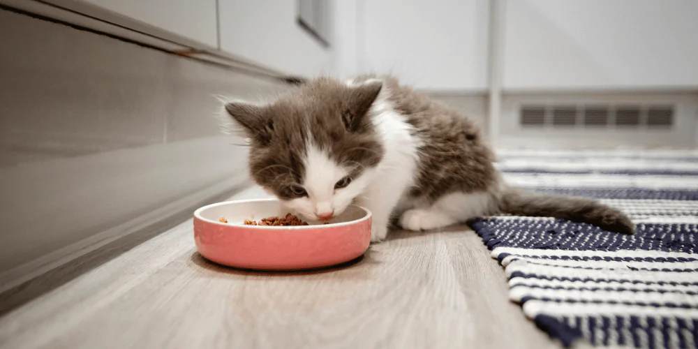 A picture of a grey and white kitten eating from a cat bowl