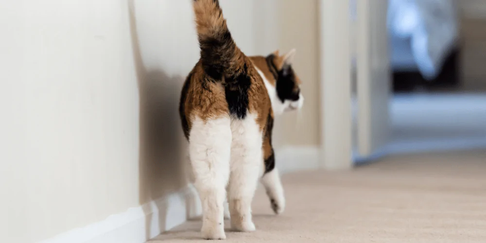 A picture of a Calico cat walking away