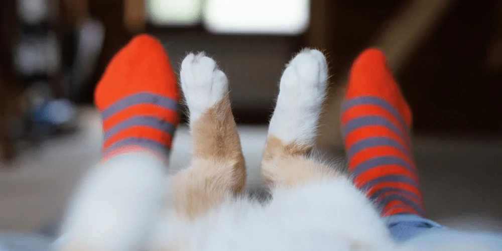 A picture of a fluffy ginger and white cat's legs lying between their owners legs