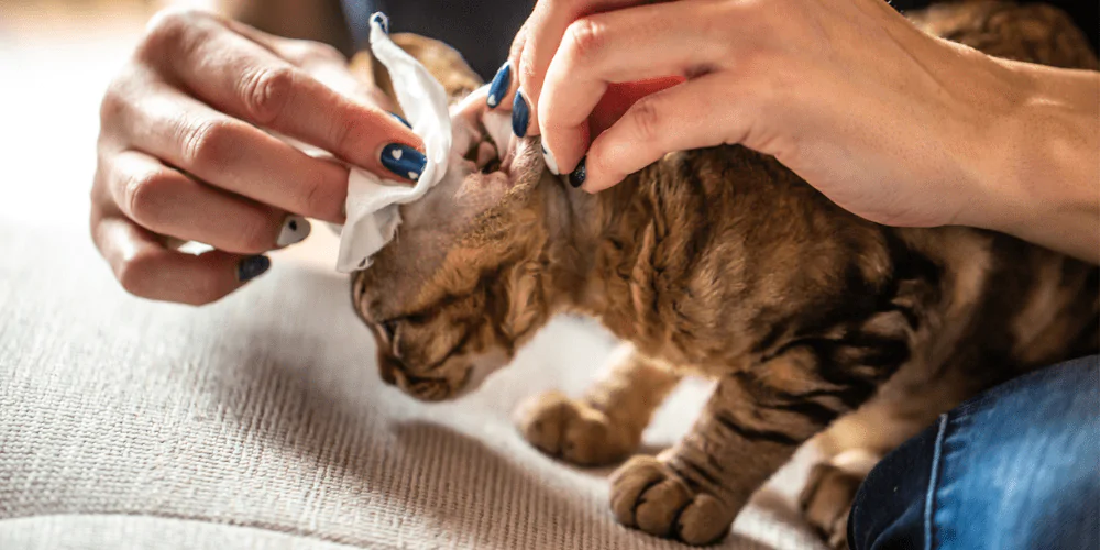 A picture of a ginger cat having their ear cleaned by their owner