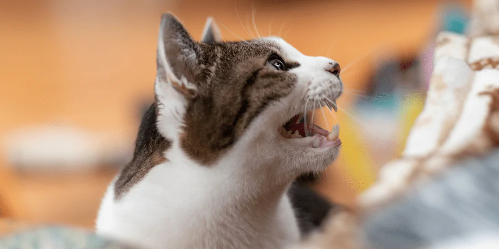 A picture of a white and tabby cat meowing loudly