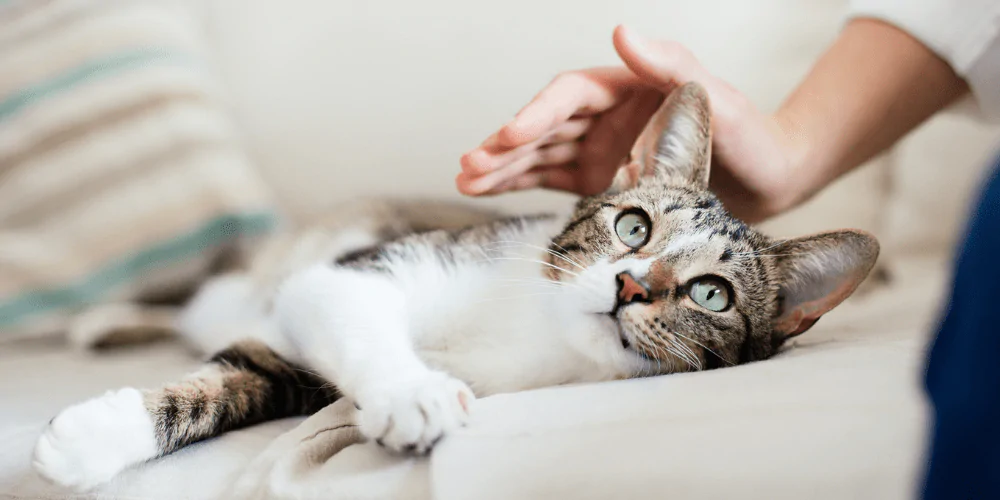 A picture of a tabby cat being stroked by their owner