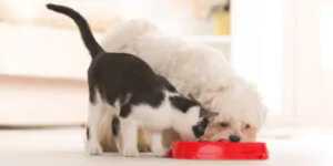 Dog and cat eating food from a bowl