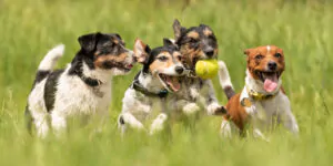 Many dogs run and play with a ball in a meadow